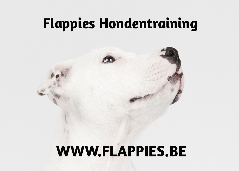 Flappies Hondentraining